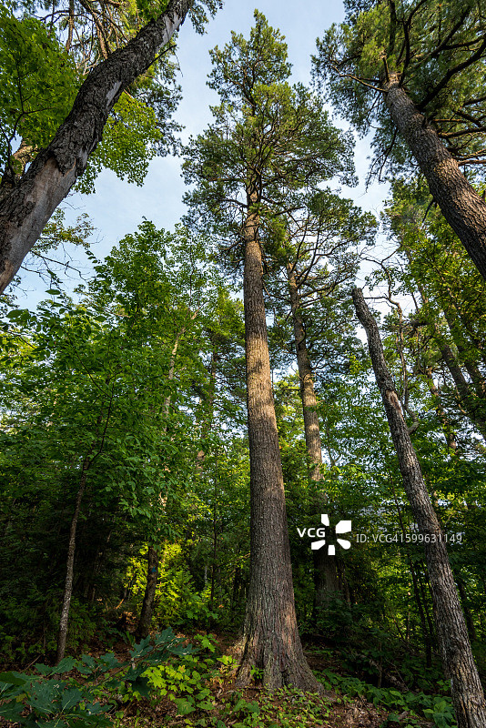埃斯蒂万松树图片素材