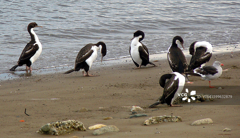 蓬塔阿雷纳斯海滩上的一群鸬鹚图片素材
