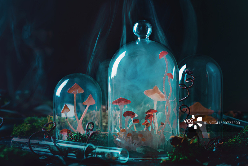 万圣节蘑菇种植图片素材