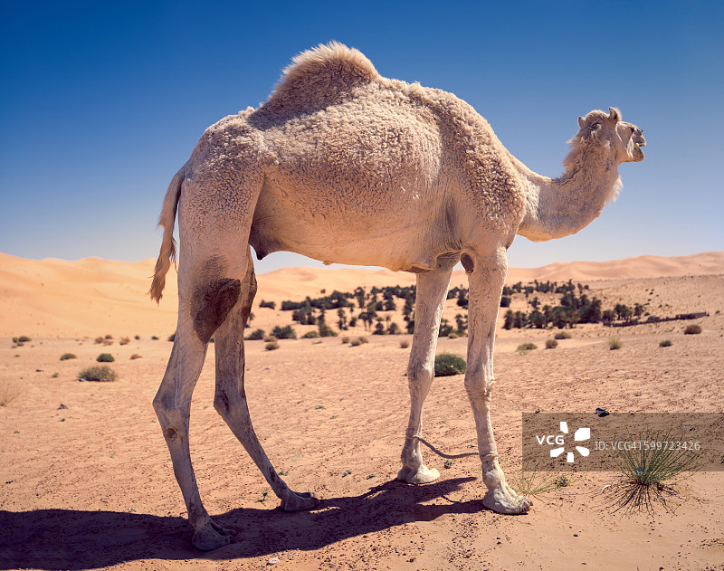 单峰骆驼图片素材