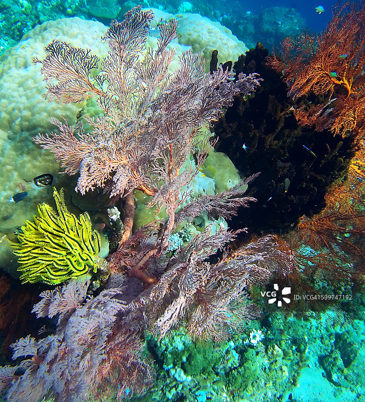 珊瑚花园图片素材