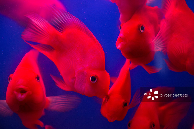 水下畅游的红色金鱼特写图片素材