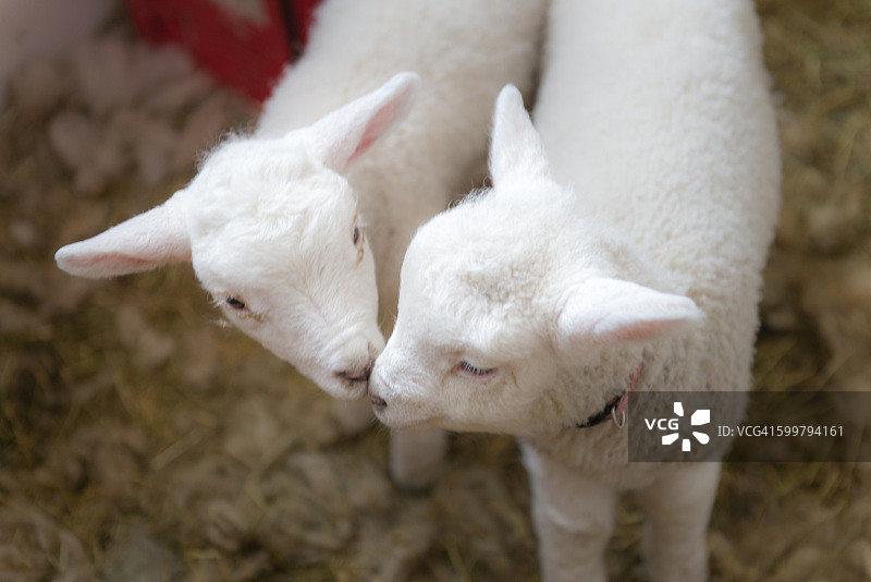 亲吻小绵羊图片素材