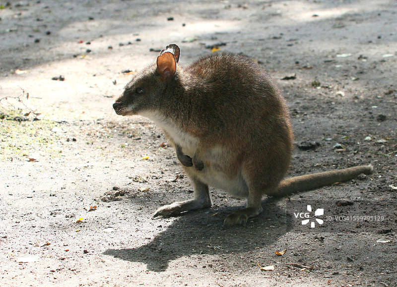 帕尔马小袋鼠图片素材