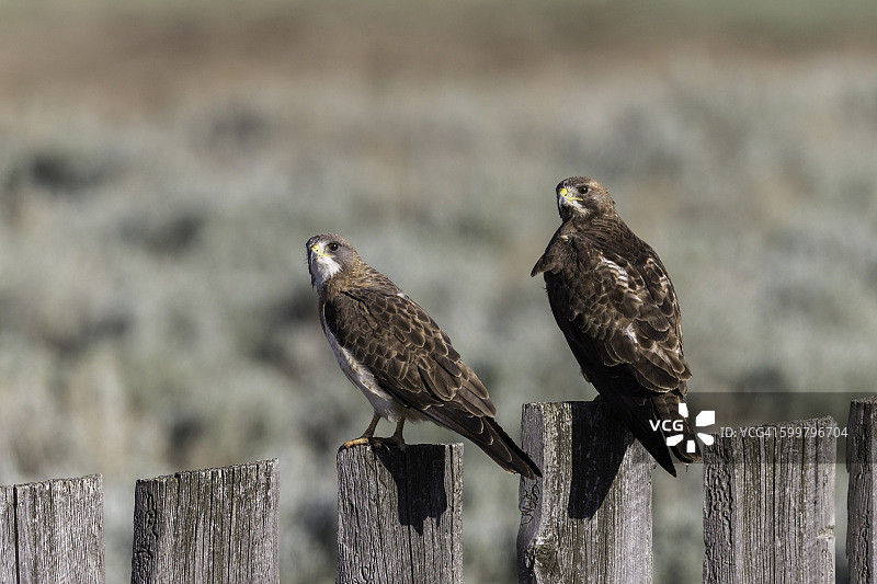 两只斯温森鹰栖息在加拿大草原的栅栏上图片素材