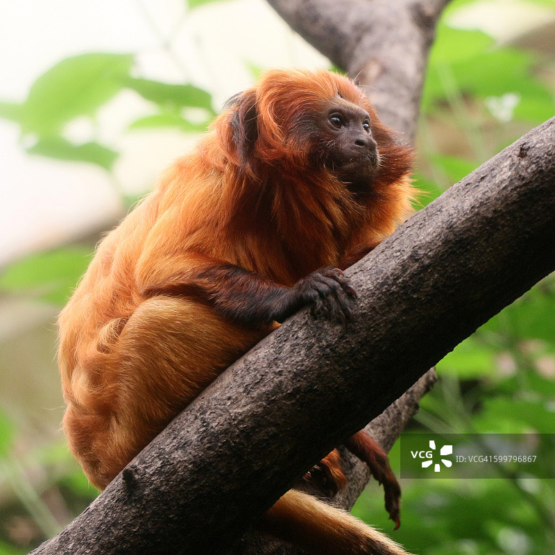 金狮面狨图片素材