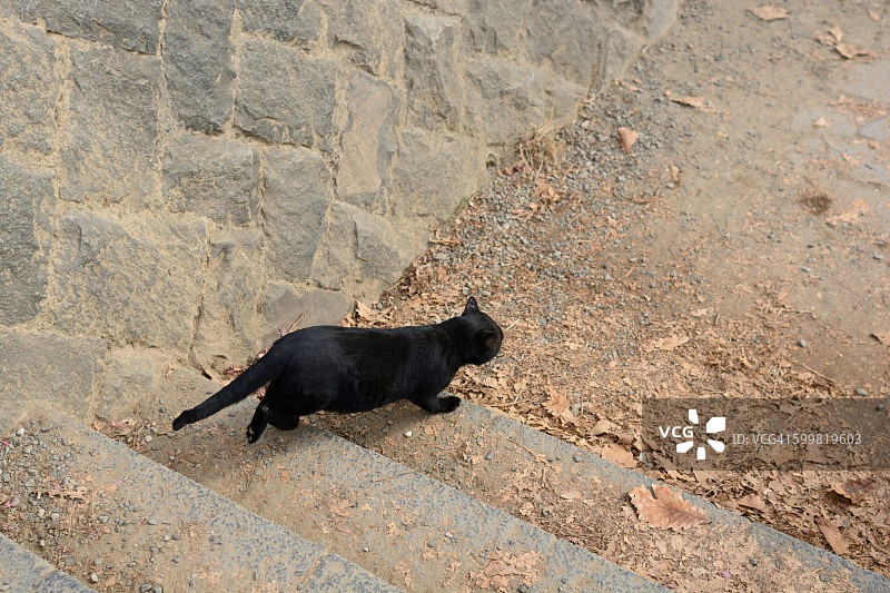 黑猫得意洋洋地走着图片素材