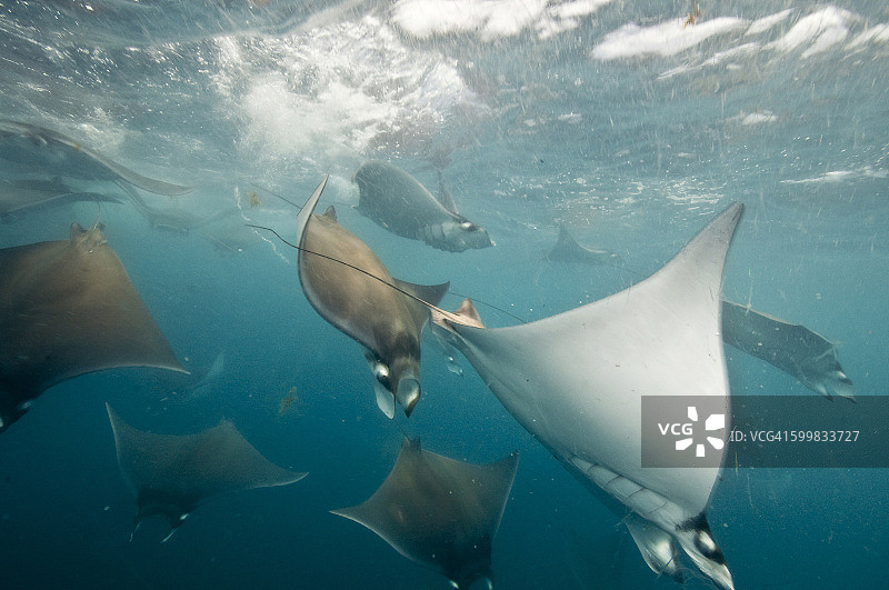 墨西哥金塔纳罗奥孔托伊岛尤卡坦半岛附近迁徙的蝠鲼聚集的水下景观图片素材