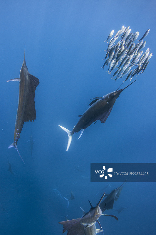 墨西哥金塔纳罗 Contoy 岛，旗鱼群围捕沙丁鱼群的水下视角图片素材