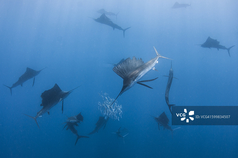 墨西哥金塔纳罗 Contoy 岛，旗鱼群围捕沙丁鱼群的水下视角图片素材