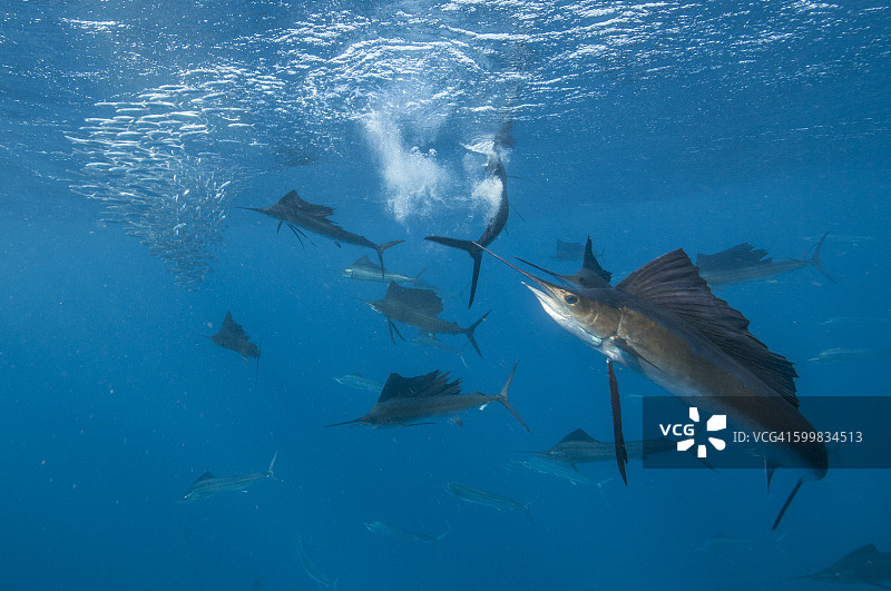 水下视角：旗鱼群围捕沙丁鱼群，墨西哥金塔纳罗奥孔托伊岛图片素材