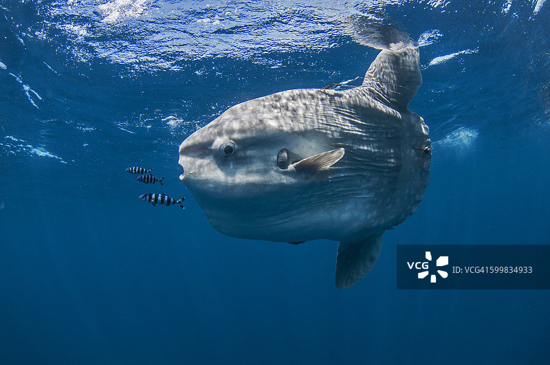 水下视角：翻车鱼，墨西哥下加利福尼亚州马格达莱纳湾图片素材