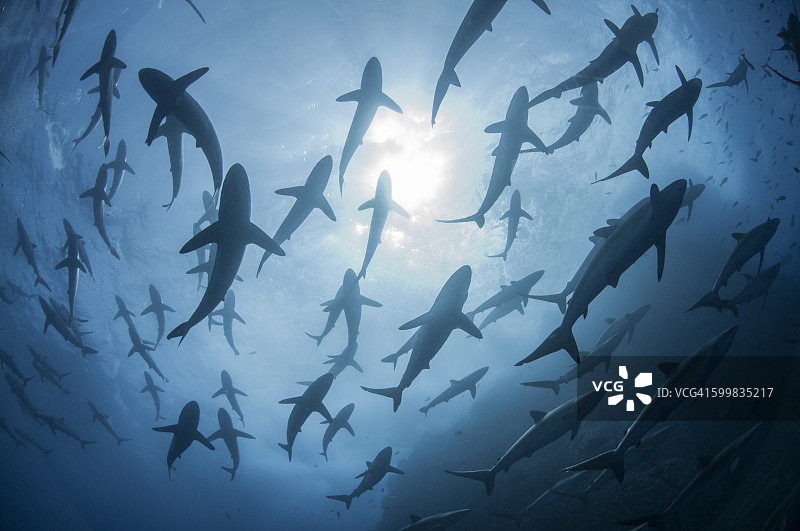 墨西哥Revillagigedo群岛Roca Partida岛，春天聚集交配的丝鲨水下剪影图片素材