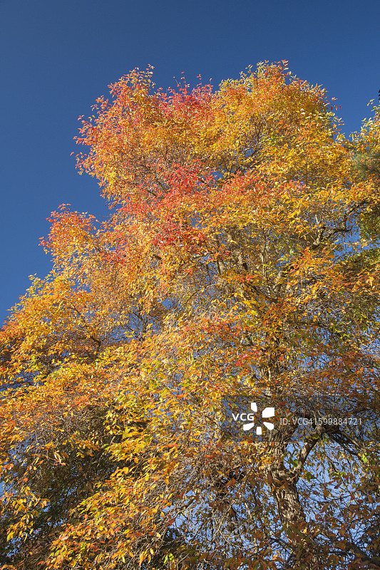 东萨塞克斯谢菲尔德公园秋季色彩图片素材