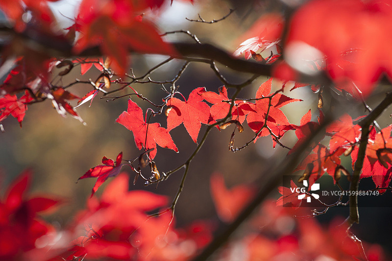 东萨塞克斯谢菲尔德公园秋季色彩图片素材
