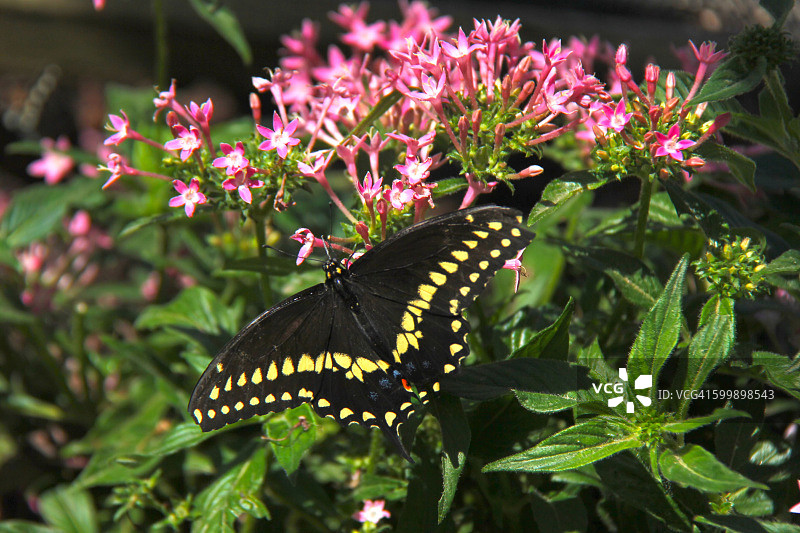 茴香凤蝶图片素材