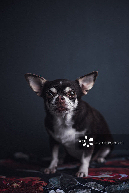 可爱的吉娃娃宠物狗图片素材