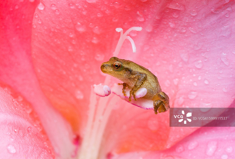 花朵上的春季雨蛙图片素材