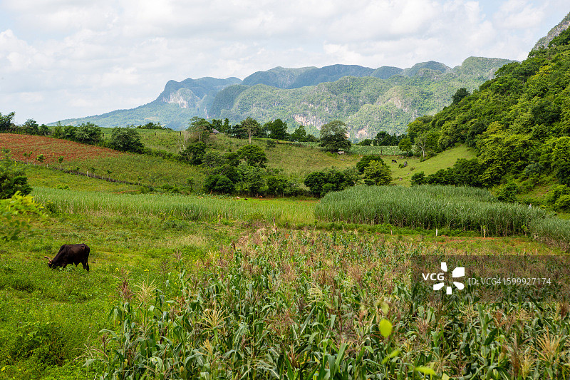 古巴比尼亚莱斯山谷图片素材