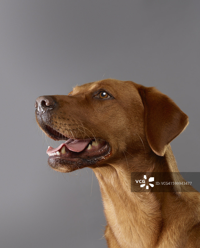 张着嘴的狗图片素材