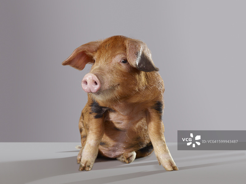 猪的肖像图片素材