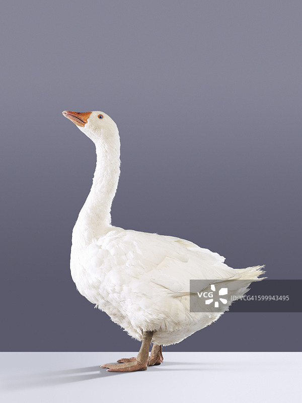 鹅的肖像图片素材