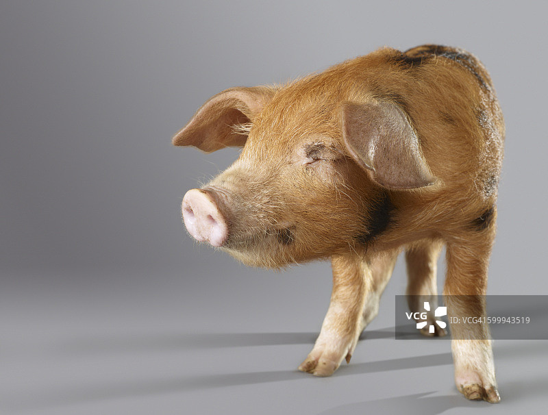 闭着眼睛的猪的肖像图片素材