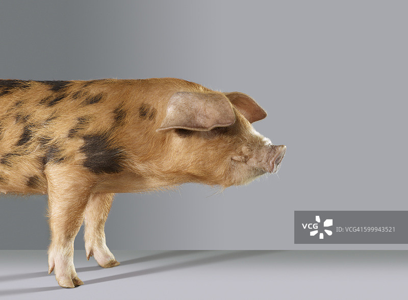 猪的肖像图片素材