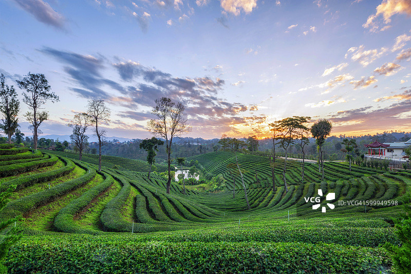 清晨美丽的绿色茶园景观图片素材