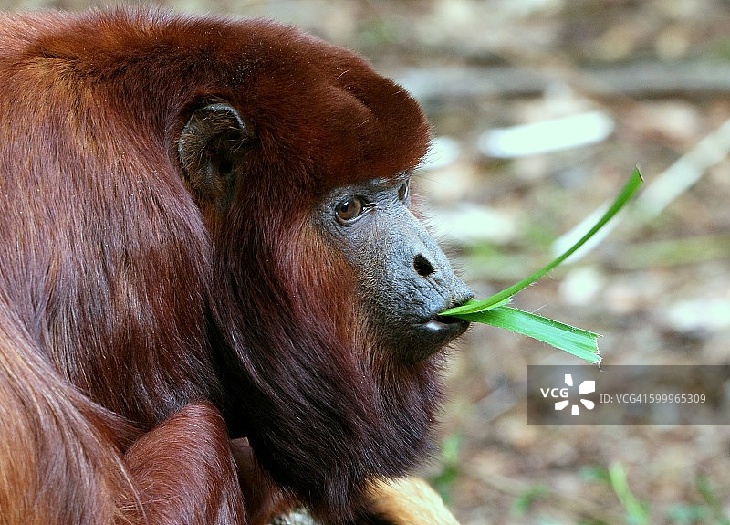 红吼猴晚餐图片素材