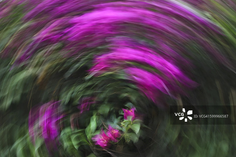 抽象花卉表现图片素材