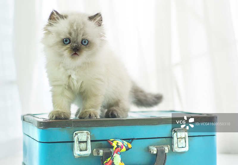 站在复古手提箱上的小喜马拉雅猫图片素材