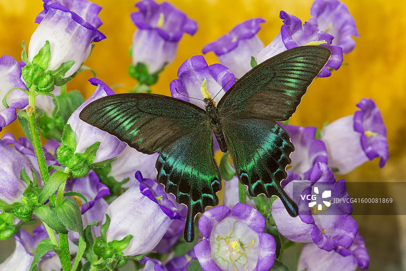 雄性绿凤蝶图片素材