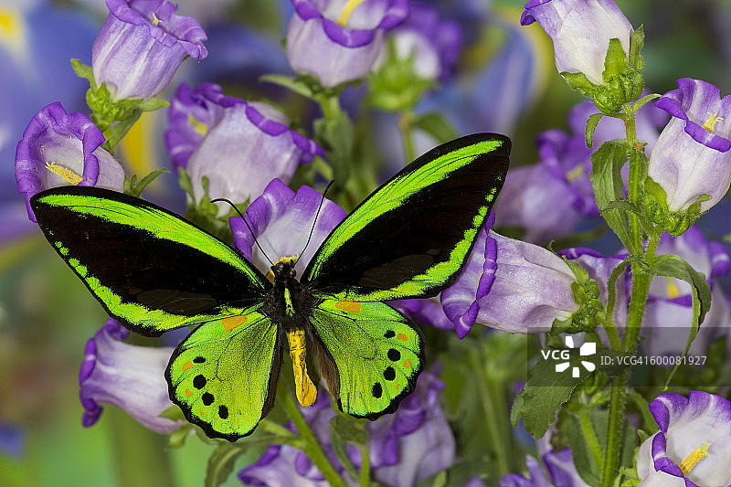 蓝色风铃上的绿色燕尾蝶图片素材