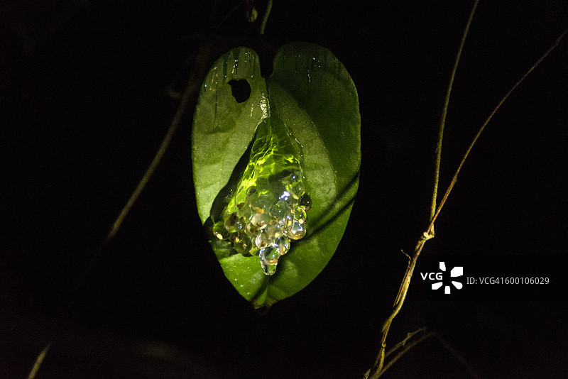 树蛙在叶子下的卵囊图片素材