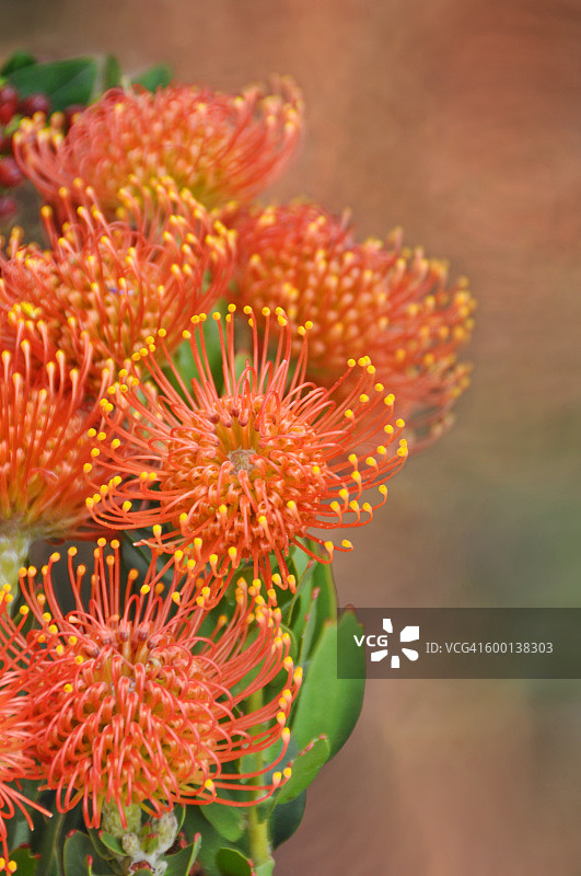 心叶针垫花图片素材