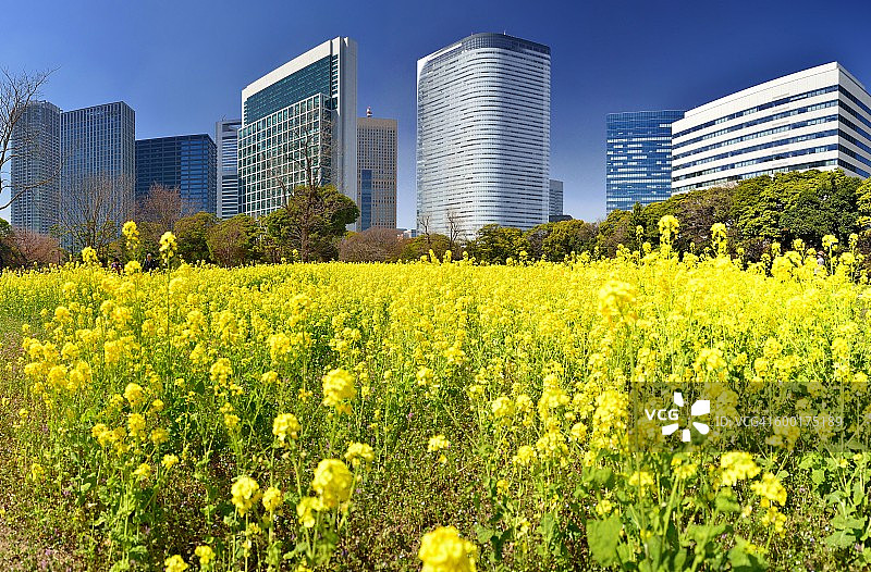 东京市中心与自然风光图片素材