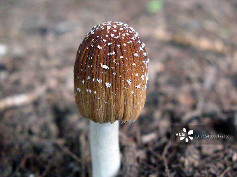 雪花蘑菇图片素材