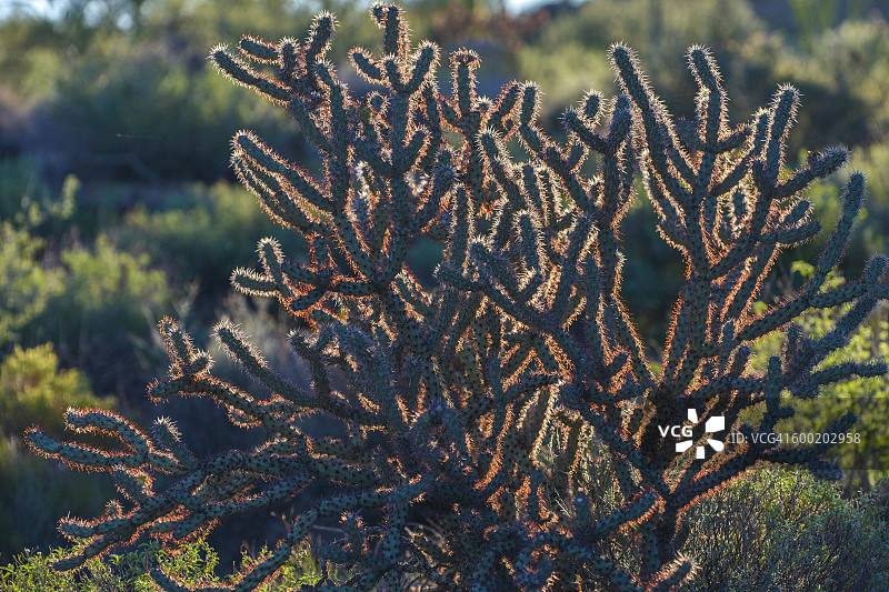 鹿角仙人掌图片素材