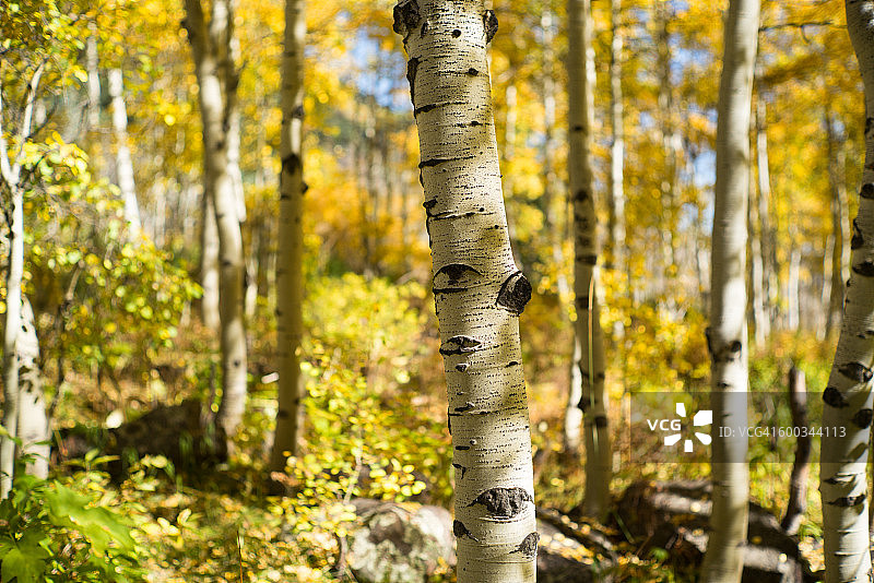 白杨树干图片素材