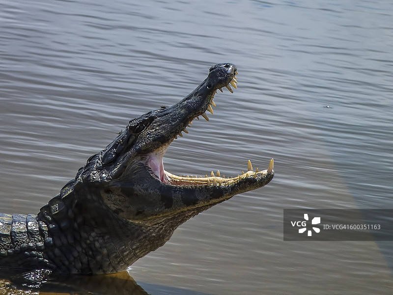 巴拉圭凯门鳄图片素材