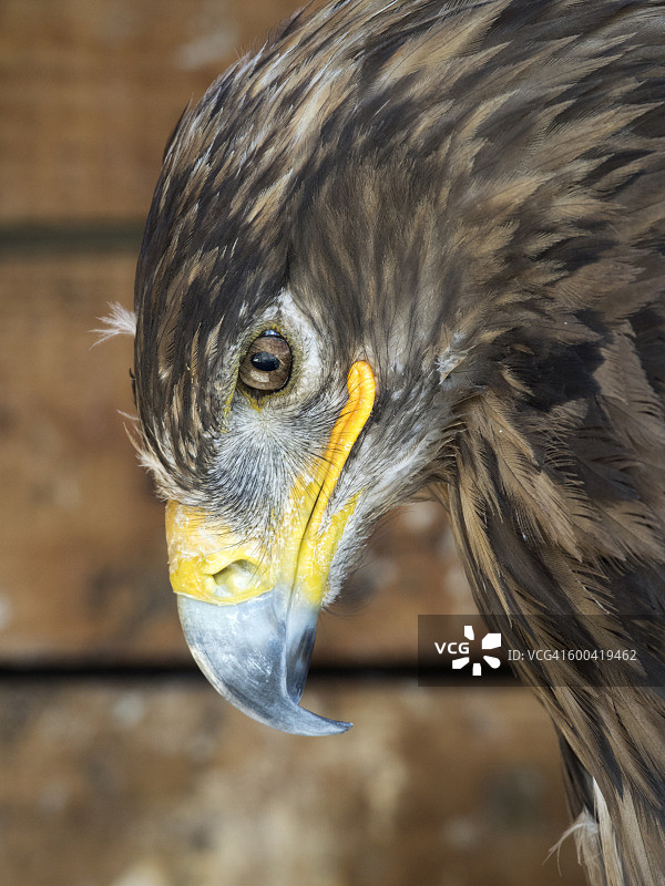 草原鹰（Aquila rapax）肖像，法国比利牛斯山脉图片素材