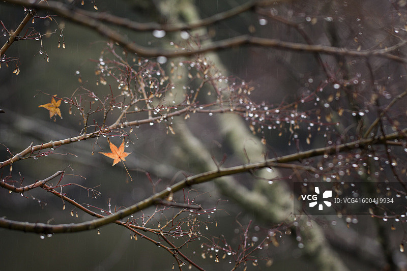 雨中挂在树枝上的黄色枫叶图片素材