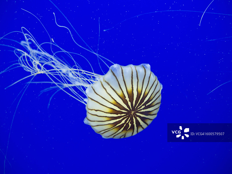 日本海刺胞水母图片素材