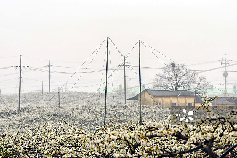 梨园白花盛开图片素材