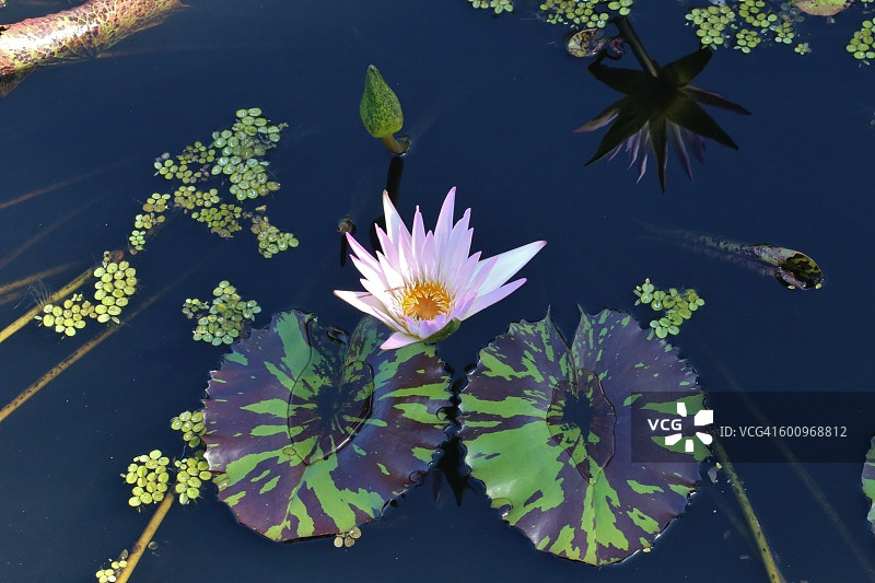 静止湖面上的荷叶图片素材