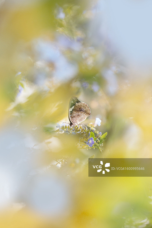 蓝色开花植物上的蝴蝶图片素材
