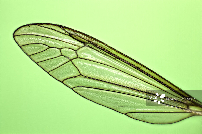 大蚊翅膀特写图片素材