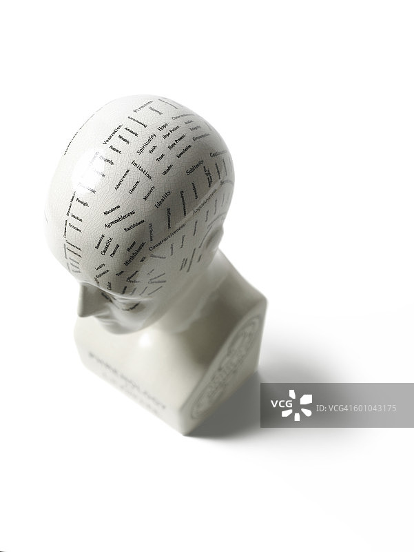 白色背景上的颅相学头部图片素材