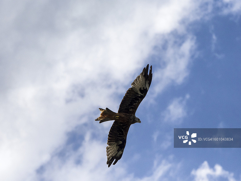 茶色雕（Aquila rapax），在法国比利牛斯山脉的蓝天白云中飞翔图片素材